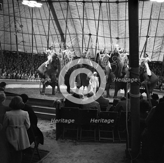 Performing elephants of Bertram Mills Circus, Norwich, Norfolk, 1948. Artist: Hallam Ashley.