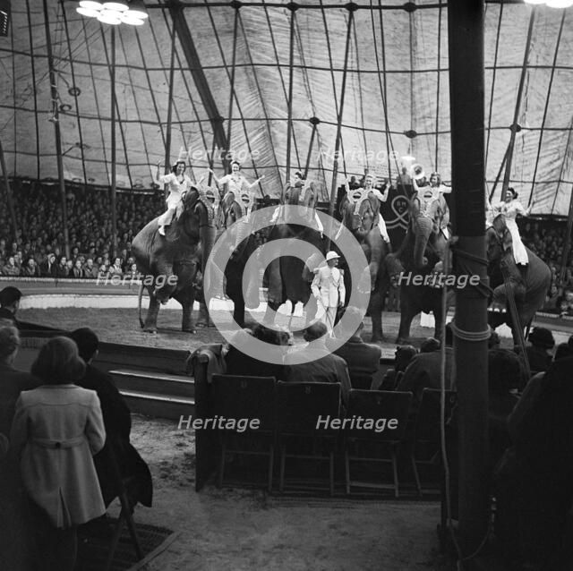 Performing elephants of Bertram Mills Circus, Norwich, Norfolk, 1948. Artist: Hallam Ashley.