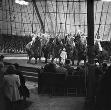Performing elephants of Bertram Mills Circus, Norwich, Norfolk, 1948. Artist: Hallam Ashley
