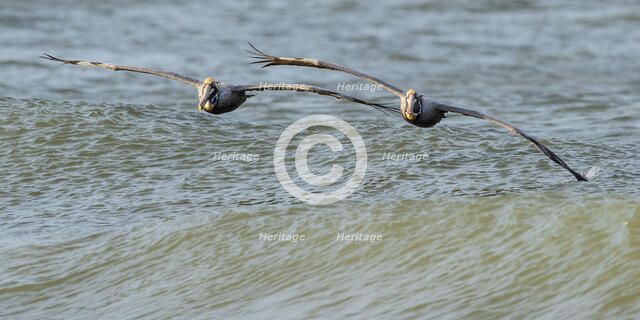 Perfect Pairing. Creator: Eve Turek.