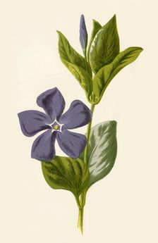 Periwinkle 1877. Creator: Frederick Edward Hulme