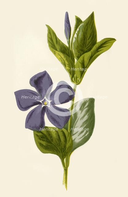 'Periwinkle', 1877. Creator: Frederick Edward Hulme.