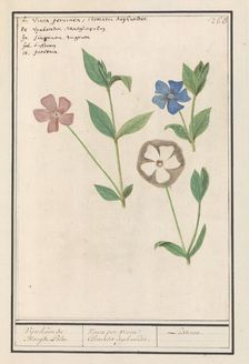 Periwinkle (Vinca), 1596-1610. Creators: Anselmus de Boodt, Elias Verhulst
