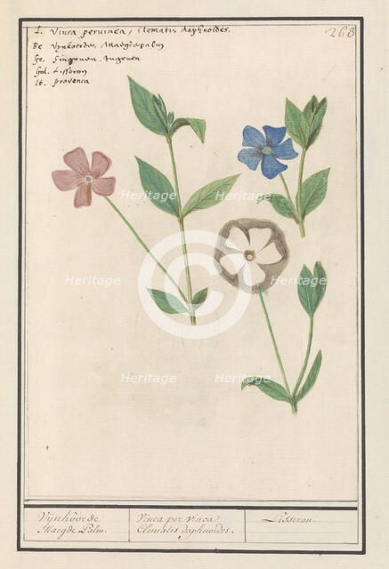 Periwinkle (Vinca), 1596-1610. Creators: Anselmus de Boodt, Elias Verhulst.
