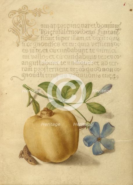 Periwinkle, Apple, and Lizard; Mira calligraphiae monumenta, 1561-1562; illumination added 1591-1596 Creator: Joris Hoefnagel.