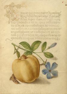 Periwinkle, Apple, and Lizard; Mira calligraphiae monumenta, 1561-1562; illumination added 1591-1596 Creator: Joris Hoefnagel