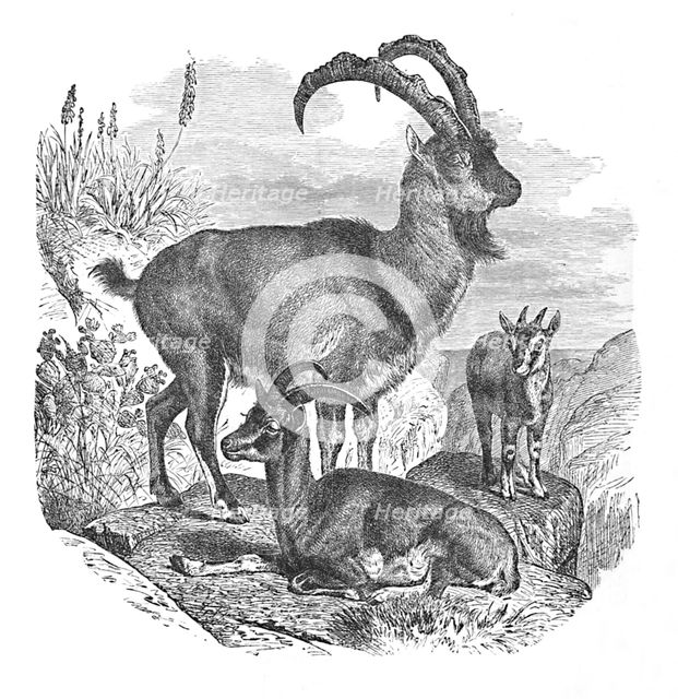 'Persian Wild Goats', c1900. Artist: Helena J. Maguire.