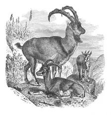 Persian Wild Goats c1900. Artist: Helena J. Maguire