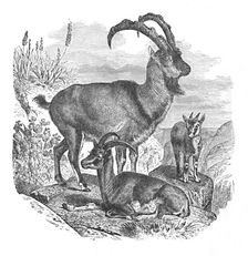 Persian Wild Goats c1900. Artist: Helena J. Maguire