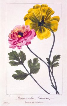 Persian Buttercup, pub. 1836. Creator: Panacre Bessa (1772-1846)
