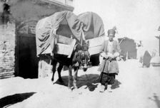 Persian donkey transport, Baghdad, Iraq, 1917-1919
