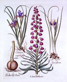Persian Lily and Irises, from Hortus Eystettensis by Basil Besler (1561-1629), pub. 1613 (hand-co