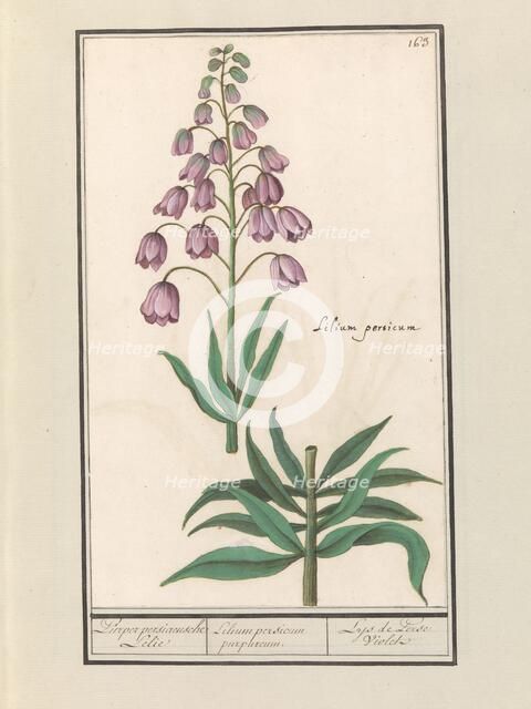 Persian lily (Fritillaria persica), 1596-1610. Creators: Anselmus de Boodt, Elias Verhulst.