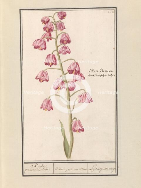 Persian lily (Fritillaria persica), 1596-1610. Creators: Anselmus de Boodt, Elias Verhulst.