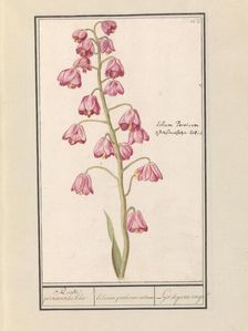 Persian lily (Fritillaria persica), 1596-1610. Creators: Anselmus de Boodt, Elias Verhulst