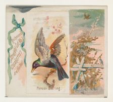 Persian Starling, from the Song Birds of the World series (N42) for Allen & Ginter Cigaret..., 1890. Creator: Allen & Ginter