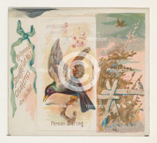 Persian Starling, from the Song Birds of the World series (N42) for Allen & Ginter Cigaret..., 1890. Creator: Allen & Ginter.