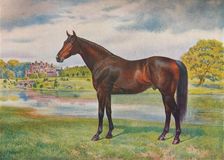 Persimmon, c1905 (c1910)