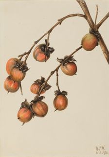 Persimmon (Diospyros virginiana), 1920. Creator: Mary Vaux Walcott
