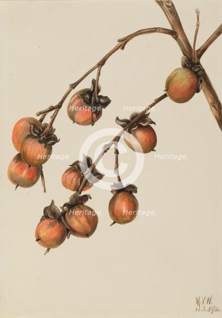Persimmon (Diospyros virginiana), 1920. Creator: Mary Vaux Walcott.