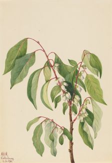 Persimmon (Diospyros virginiana), 1932. Creator: Mary Vaux Walcott