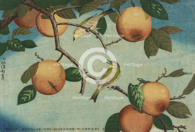 Persimmons and White-Eyes, 1880. Creator: Kobayashi Kiyochika.
