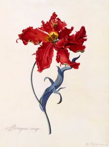 Perroquet Rouge, c. 1744 (hand coloured engraving). Creator: "Georg Dionysius Ehret (1710 - 70); Ehret, Georg Dionysius (1710-1770)"