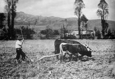 Peru Scenes, 1912. Creator: Harris & Ewing