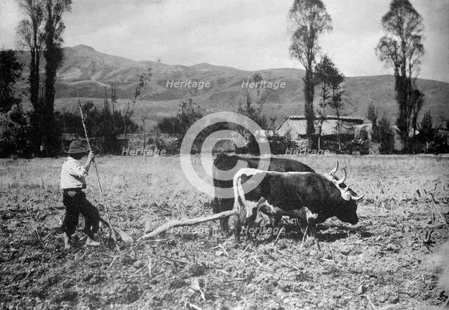 Peru Scenes, 1912. Creator: Harris & Ewing.