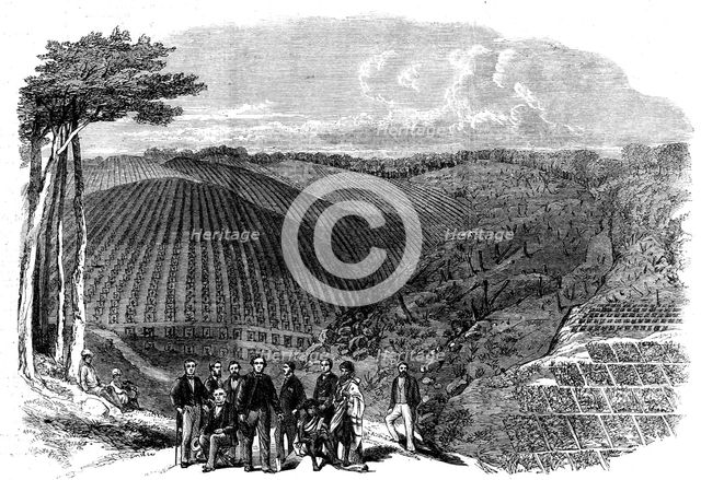 Peruvian bark tree plantations in the Neilgherry Hills, India..., 1862. Creator: Unknown.