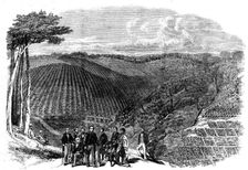 Peruvian bark tree plantations in the Neilgherry Hills, India..., 1862. Creator: Unknown