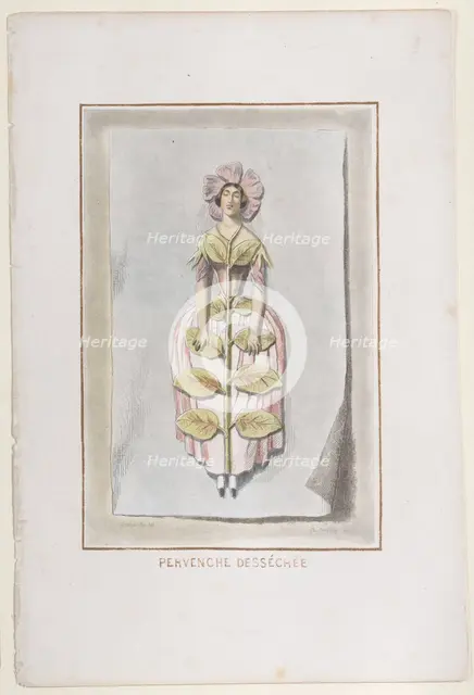 Pervenche Desséchée, from Les Fleurs Animées, 1847., 1847. Creator: Charles-Michel Geoffroy.