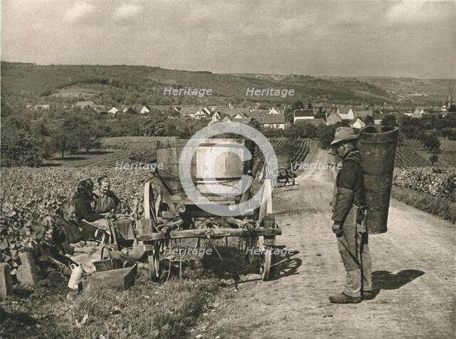 'Pfalz - Gathering grapes near Weisenheim', 1931. Artist: Kurt Hielscher.