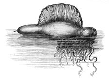 Physalia, or Portuguese Man-of-War, lately found on the south coast of England, 1869. Creator: Unknown