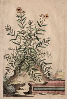 Phytographia Curiosa: Cistus Minor Rosmarini-Folius. Creator: Abraham Munting (Dutch, 1626-1683)