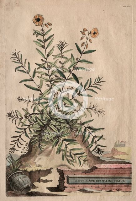 Phytographia Curiosa: Cistus Minor Rosmarini-Folius. Creator: Abraham Munting (Dutch, 1626-1683).