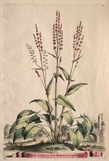 Phytographia Curiosa: Acetosa Vulgaris sive Rumex Canpferinus. Creator: Abraham Munting (Dutch, 1626-1683)