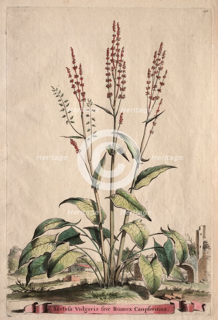 Phytographia Curiosa: Acetosa Vulgaris sive Rumex Canpferinus. Creator: Abraham Munting (Dutch, 1626-1683).
