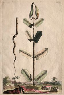 Phytographia Curiosa: Apocynum Virginianum. Creator: Abraham Munting (Dutch, 1626-1683)