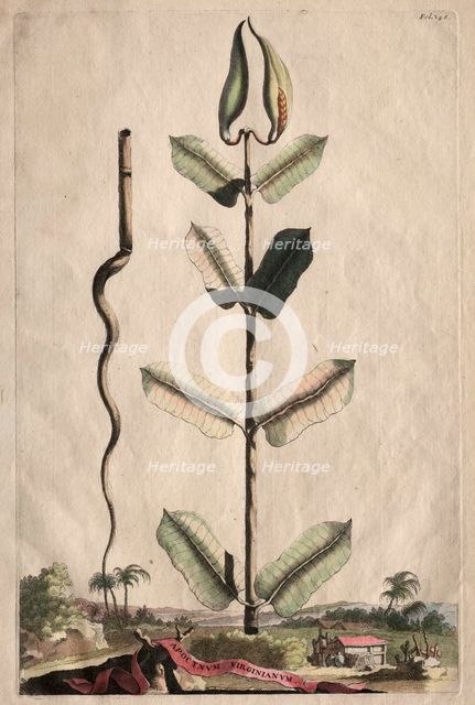 Phytographia Curiosa: Apocynum Virginianum. Creator: Abraham Munting (Dutch, 1626-1683).