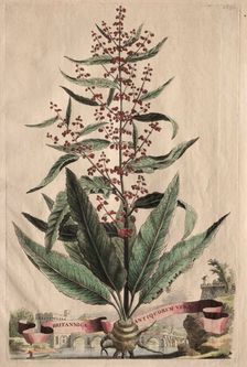Phytographia Curiosa: Britannica Antiquorum Vera. Creator: Abraham Munting (Dutch, 1626-1683)