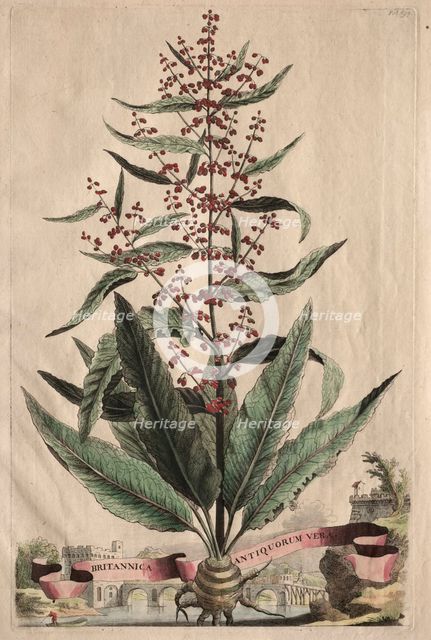 Phytographia Curiosa: Britannica Antiquorum Vera. Creator: Abraham Munting (Dutch, 1626-1683).