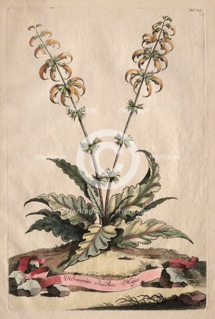 Phytographia Curiosa: Horminum Indicum Majus. Creator: Abraham Munting (Dutch, 1626-1683).