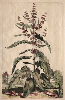 Phytographia Curiosa: Lapathum Longifolium Crispum. Creator: Abraham Munting (Dutch, 1626-1683)