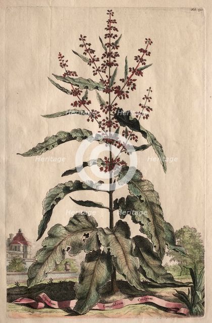 Phytographia Curiosa: Lapathum Longifolium Crispum. Creator: Abraham Munting (Dutch, 1626-1683).