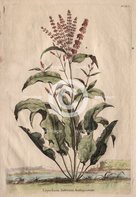 Phytographia Curiosa: Lapathum Sativum Antiquorum. Creator: Abraham Munting (Dutch, 1626-1683).