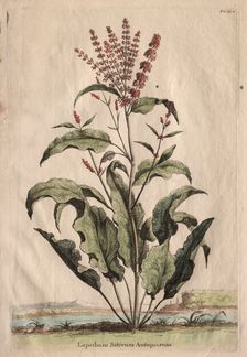 Phytographia Curiosa: Lapathum Sativum Antiquorum. Creator: Abraham Munting (Dutch, 1626-1683)