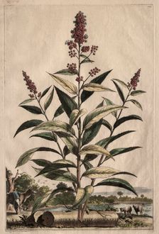 Phytographia Curiosa: Spiraea Theophrasti. Creator: Abraham Munting (Dutch, 1626-1683)