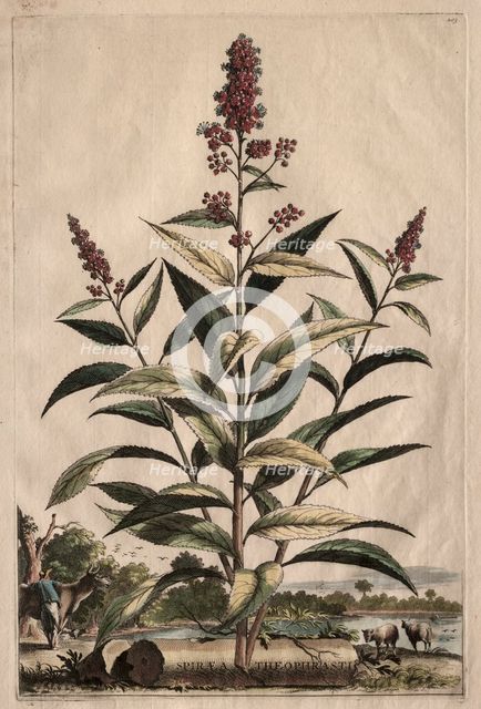Phytographia Curiosa: Spiraea Theophrasti. Creator: Abraham Munting (Dutch, 1626-1683).