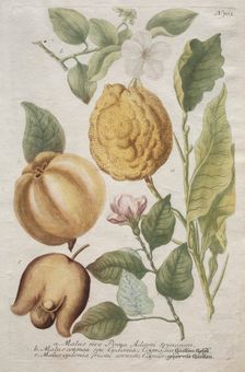 Phytanthoza iconographia: No. 703. Creator: Johann Wilhelm Weinmann (German); Bartholomaus Seutter (German, 1678-1754)